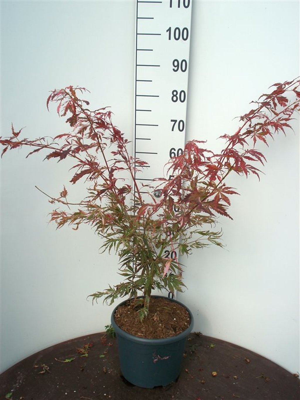 Acer pal. 'Extravaganza' - C10 60-80 CM
